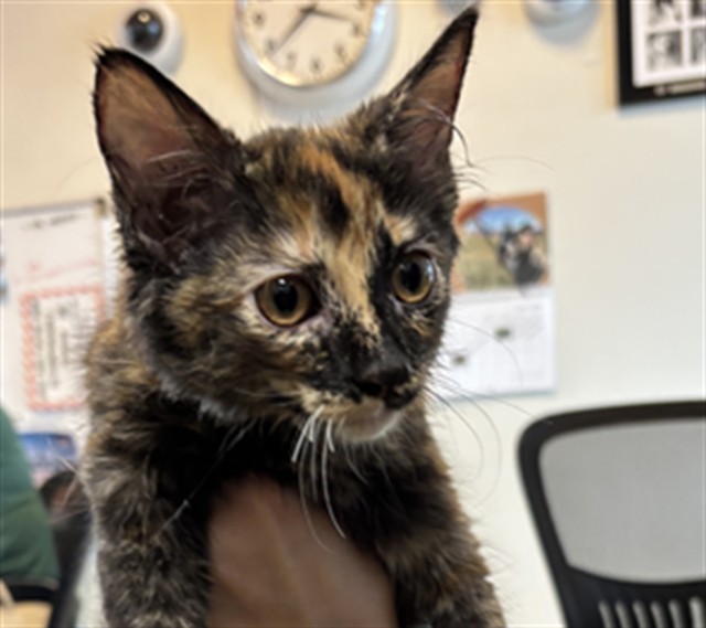 Adoptable Cat