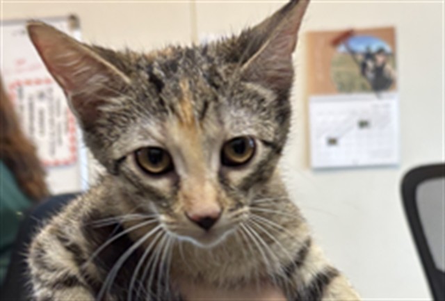 Adoptable Cat
