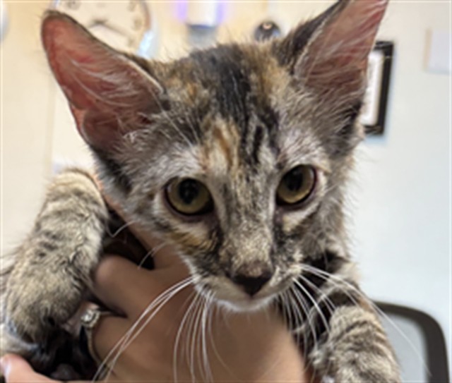 Adoptable Cat