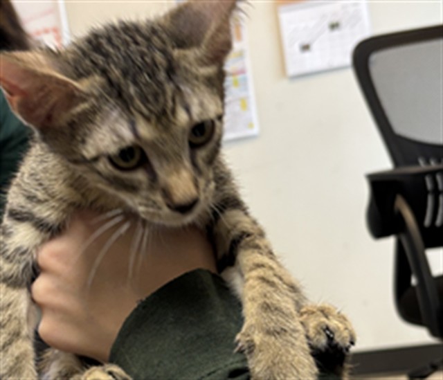 Adoptable Cat