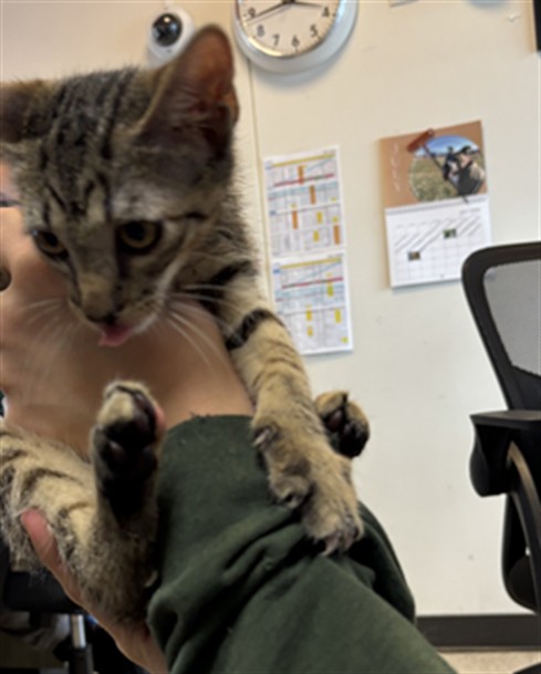 Adoptable Cat