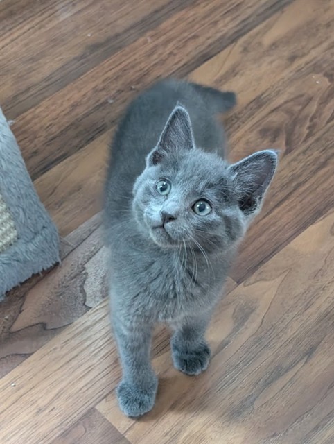 Fergus