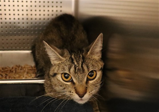 Adoptable Cat