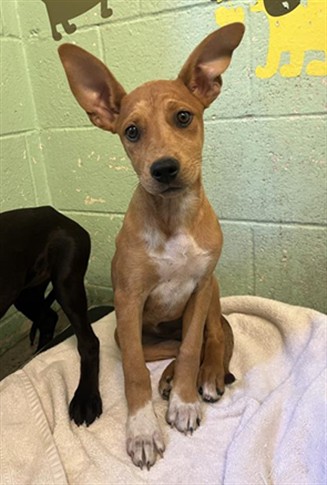 Adoptable Dog
