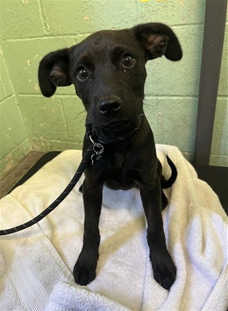 Adoptable Dog