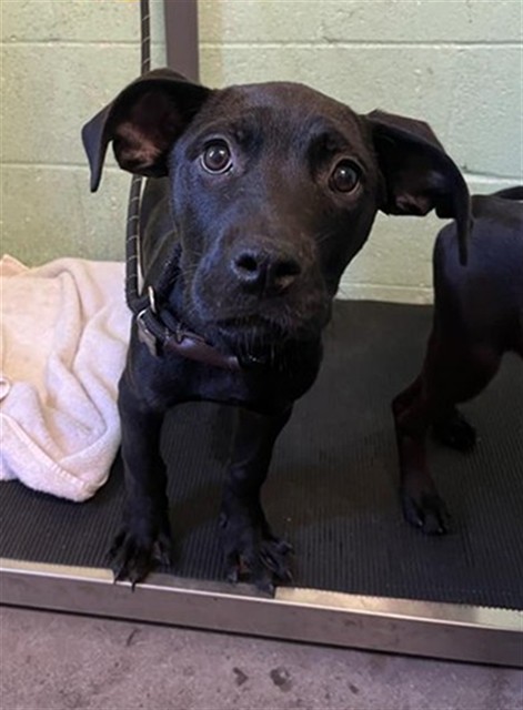 Adoptable Dog