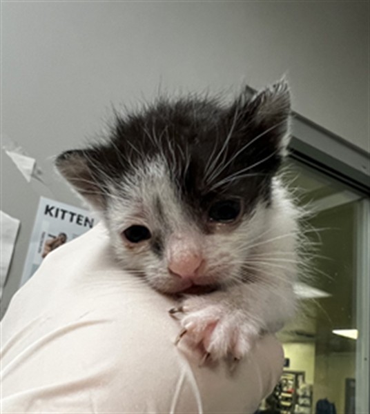 Adoptable Cat
