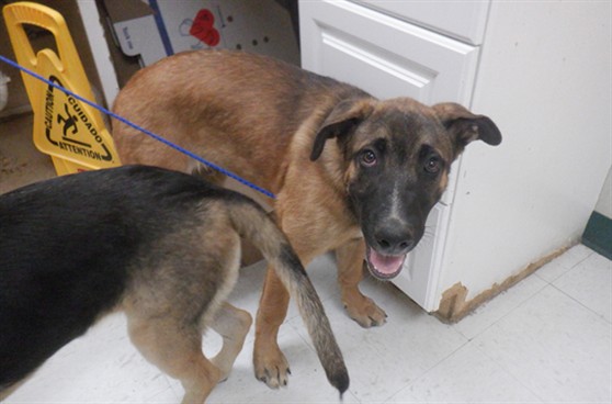 Adoptable Dog