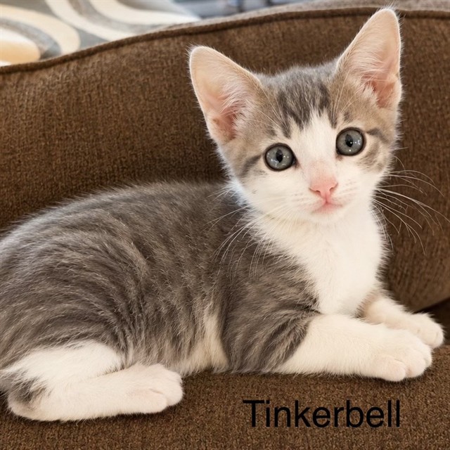 Tinker Bell