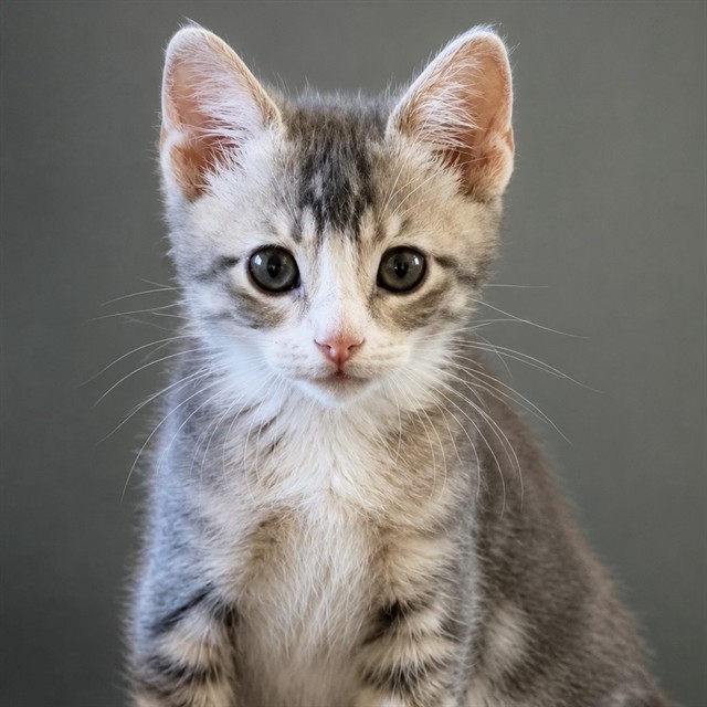 Simba
