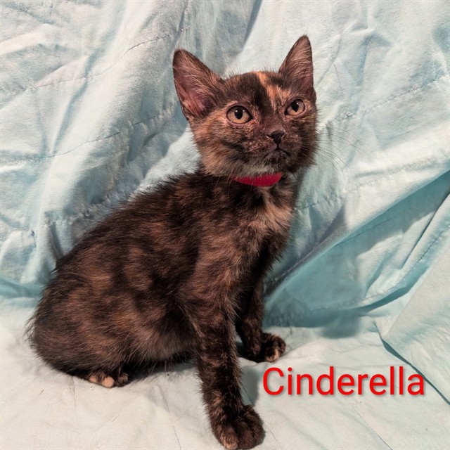 Cinderella