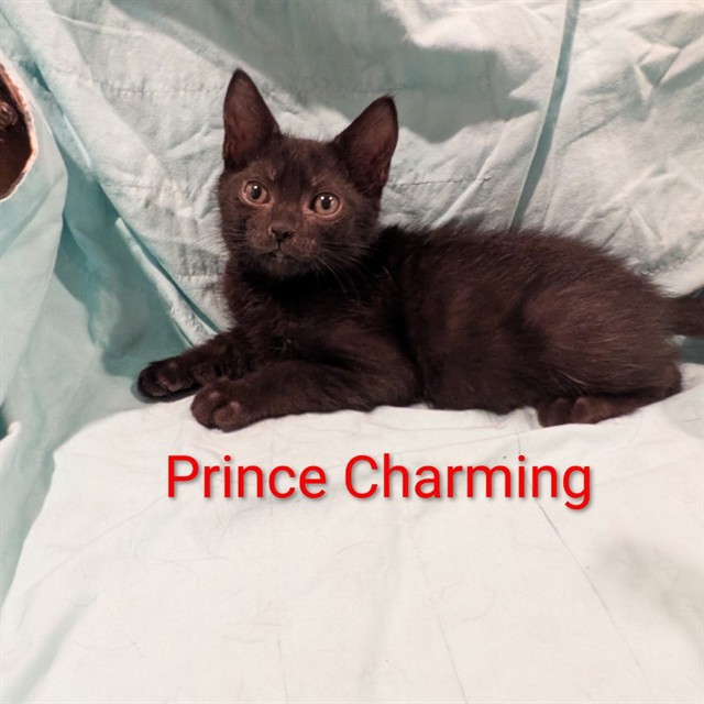 Prince Charming