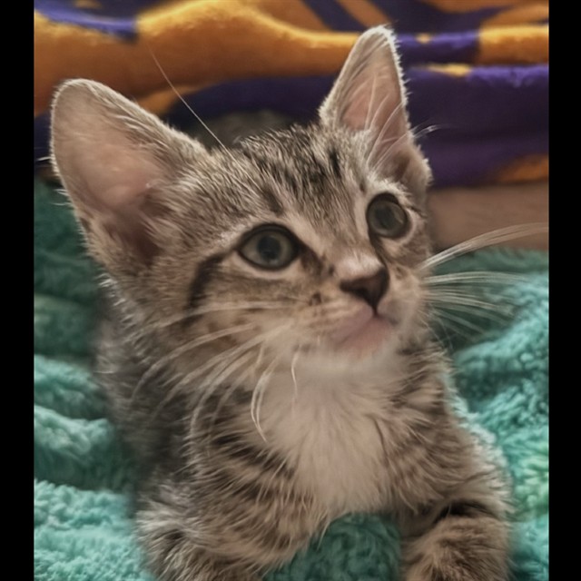 Bob