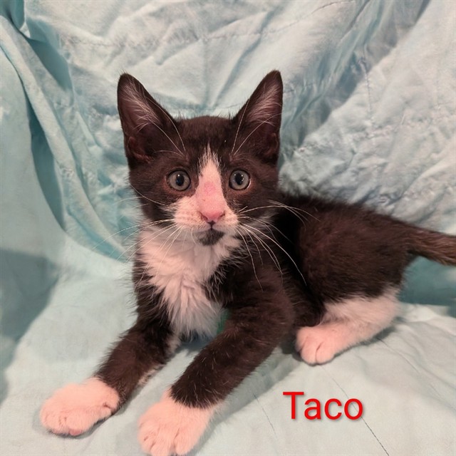 Taco