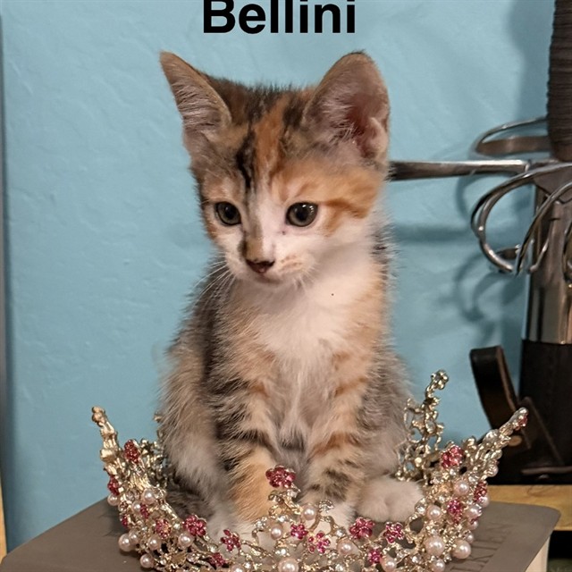 Bellini