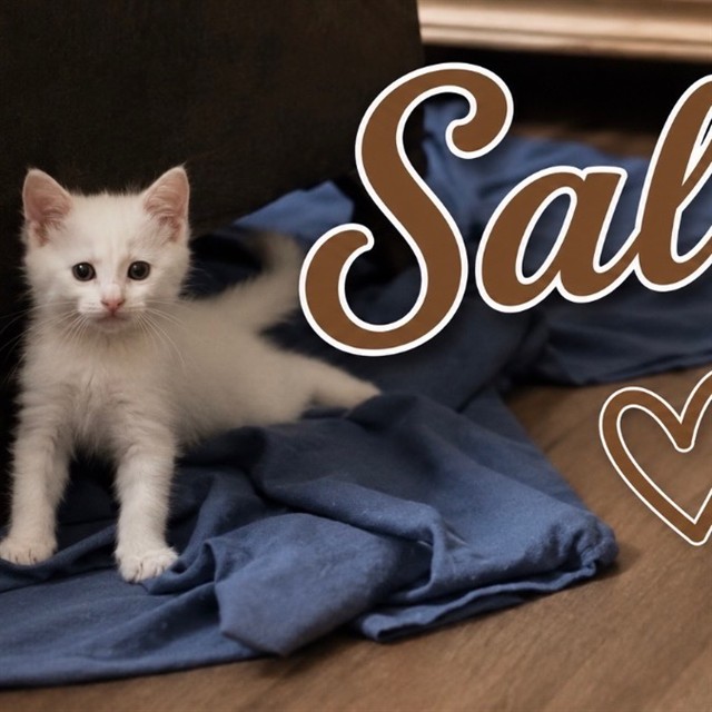 Salsa