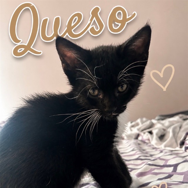 Queso