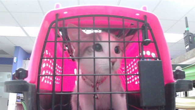 Purr