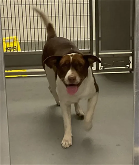 Timon - Adoption Pending