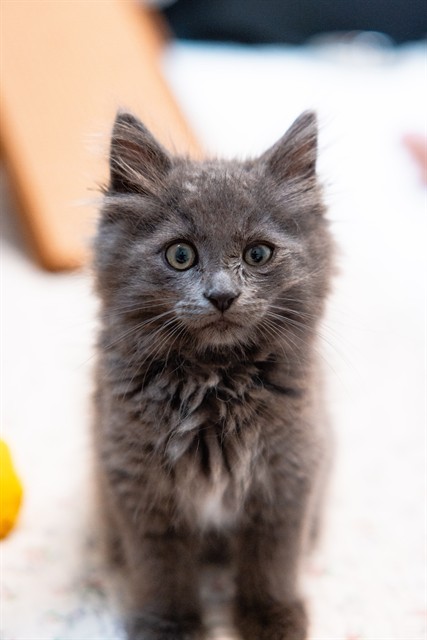 Slate