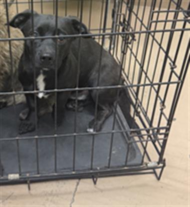 Adoptable Dog