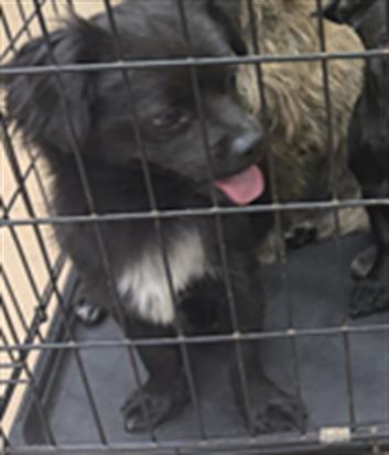 Adoptable Dog