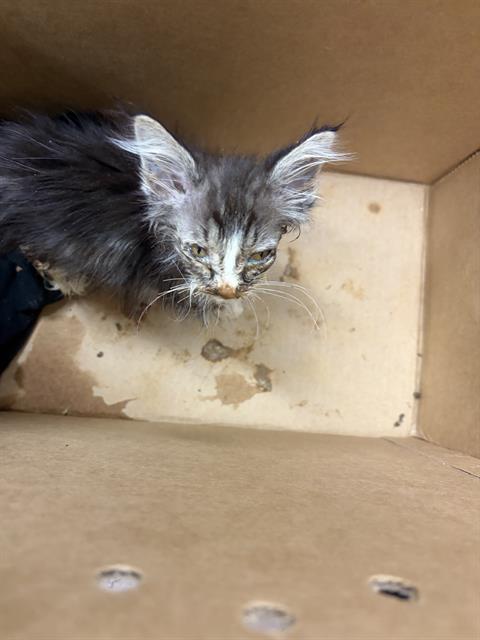 Adoptable Cat