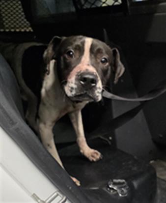 Adoptable Dog