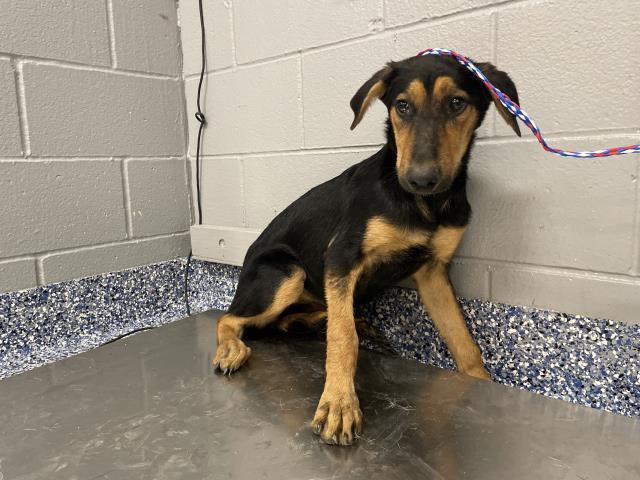Adoptable Dog