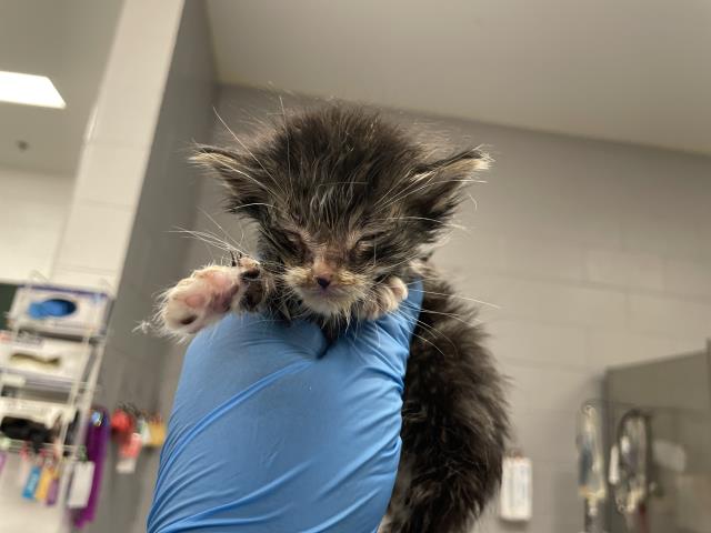 Adoptable Cat