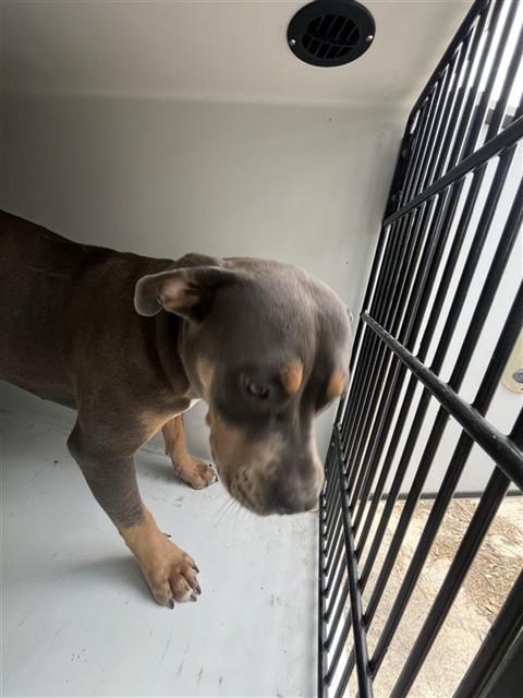 Adoptable Dog