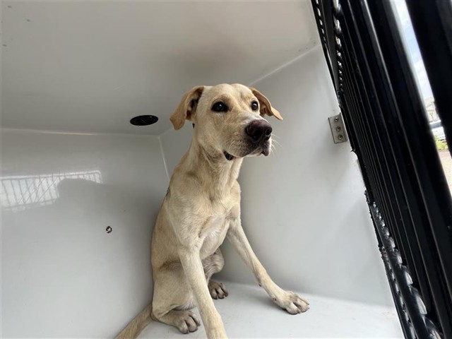 Adoptable Dog