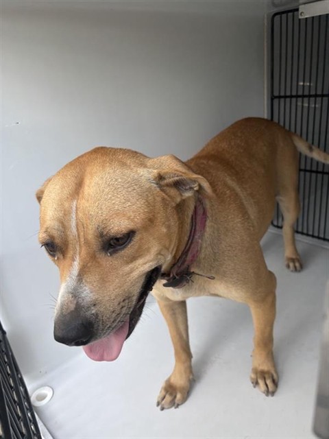 Adoptable Dog