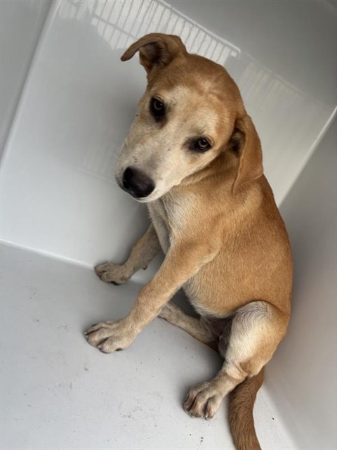 Adoptable Dog