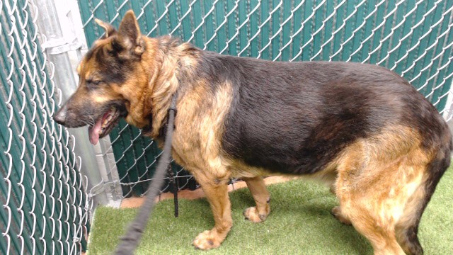 Lobo
