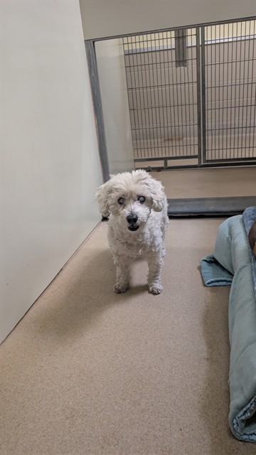 Adoptable Dog