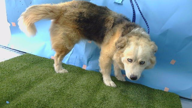 Adoptable Dog