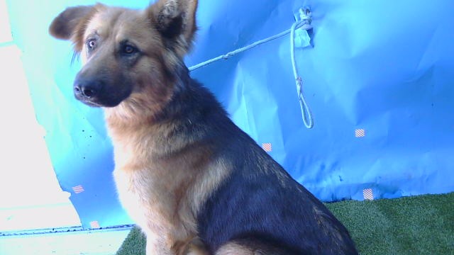 Adoptable Dog