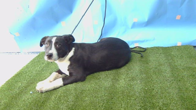 Adoptable Dog