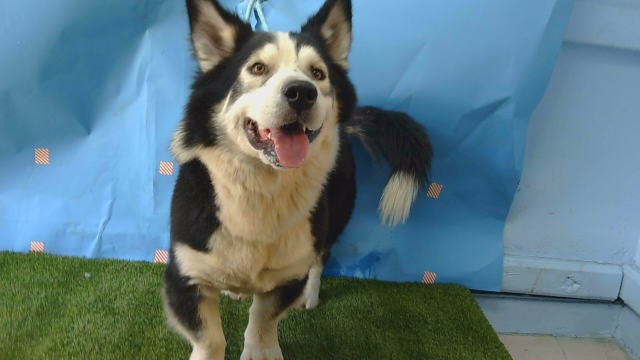 Adoptable Dog