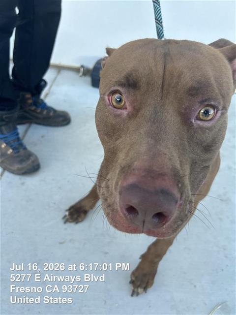 Adoptable Dog