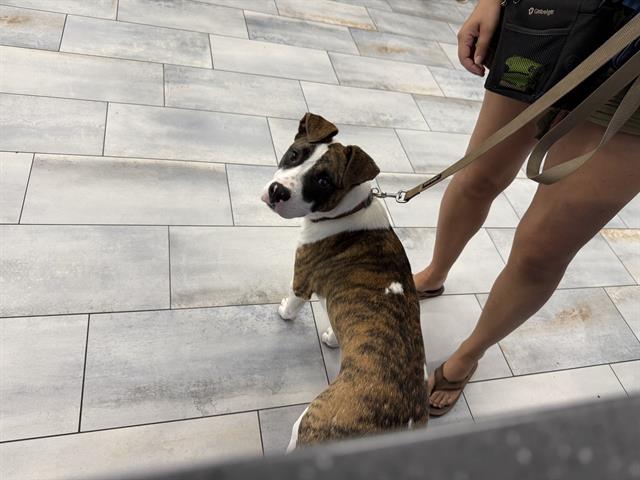 Adoptable Dog