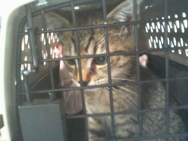 Adoptable Cat