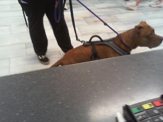Adoptable Dog