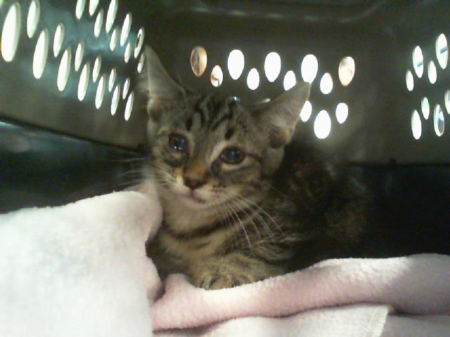 Adoptable Cat
