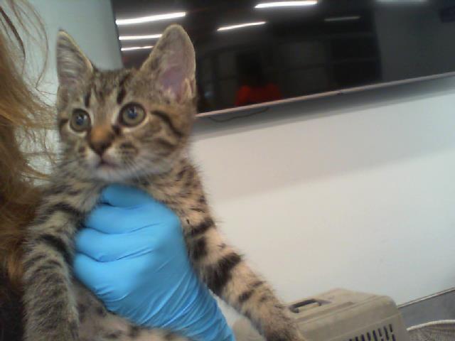 Adoptable Cat