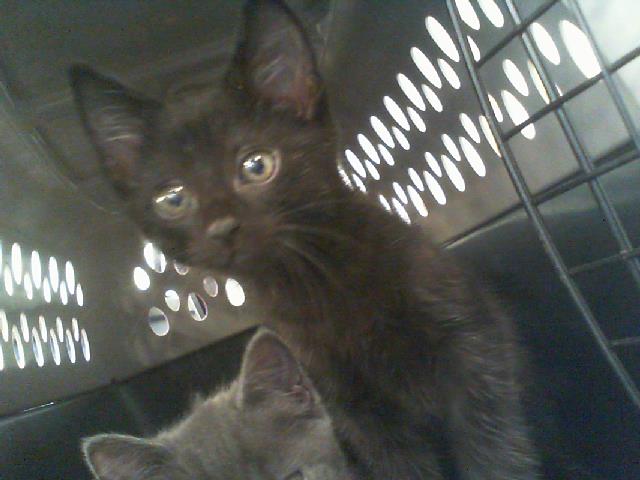 Adoptable Cat