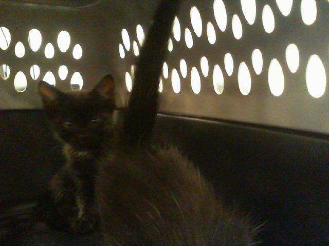 Adoptable Cat