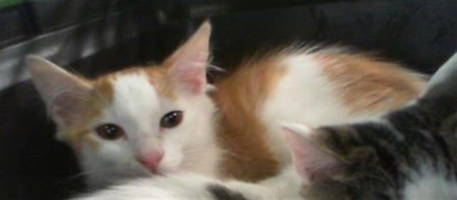Adoptable Cat