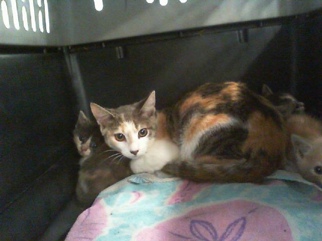 Adoptable Cat